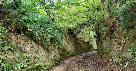 Caminos y bosques, corredoiras del Camino Primitivo.