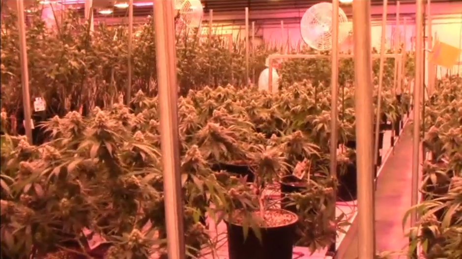 La marihuana sale a Bolsa