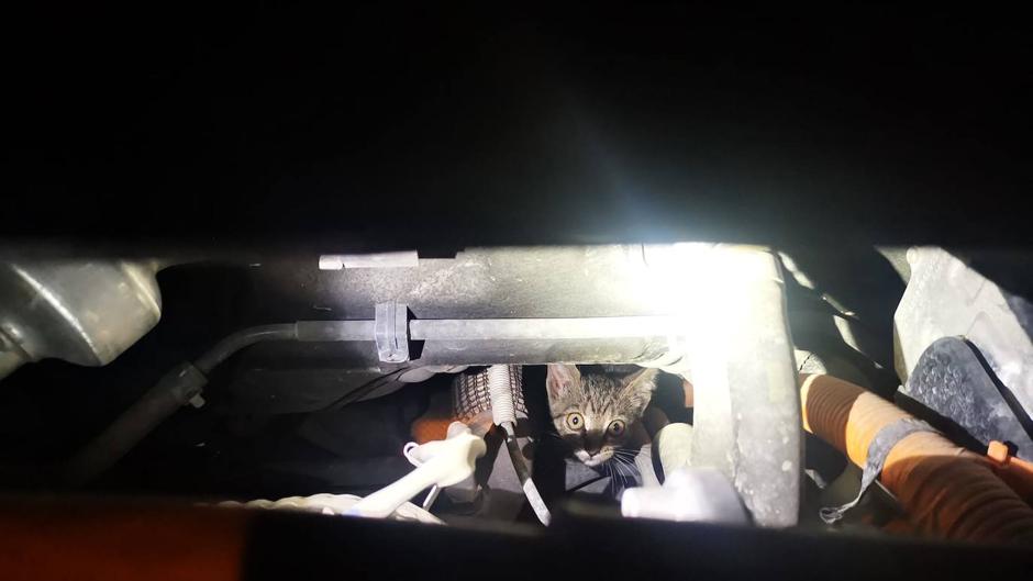 Un gato asustado se esconde en el motor de varios coches en Sanlúcar y acaba siendo acogido por una vecina